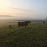 Cattle enjoying the cool of the morning before the heat of the day