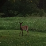 Deer are plentiful.  This young doe has two fawns hidden in the tall grass.